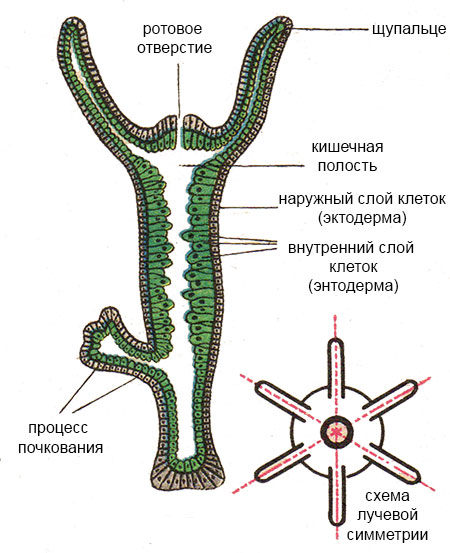 Где найти ссылку кракен