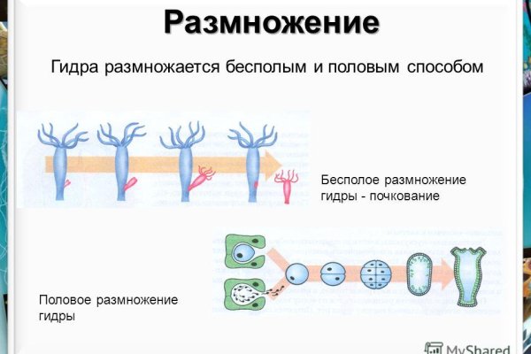 Кракен онион тор